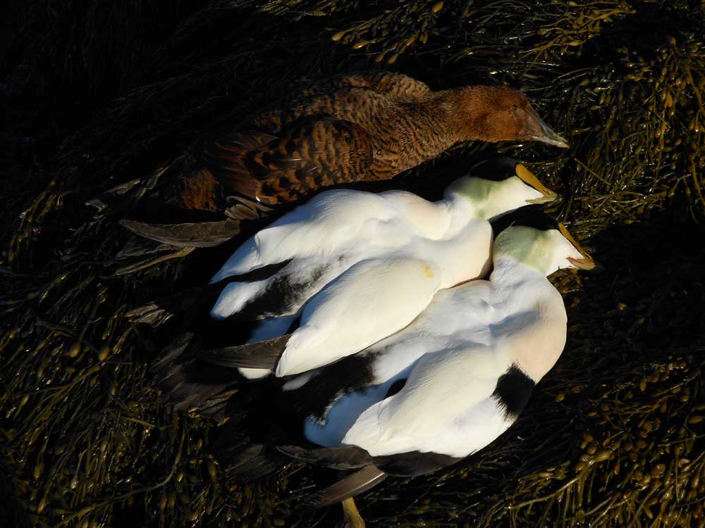 eiders sea ducks