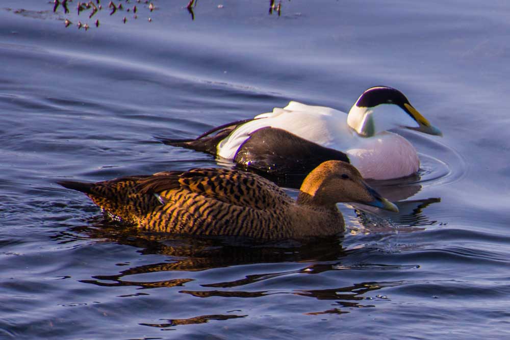 eiders