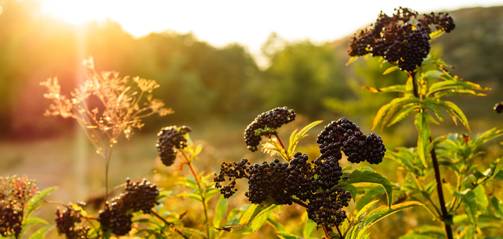 elderberries