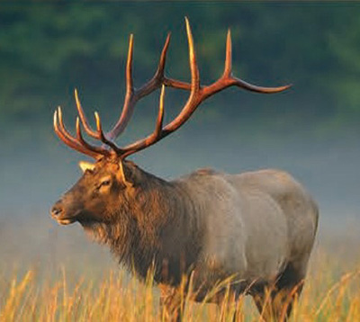 elk