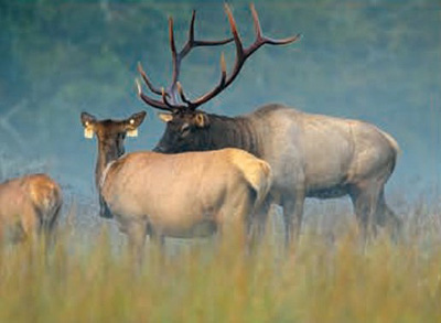 elk