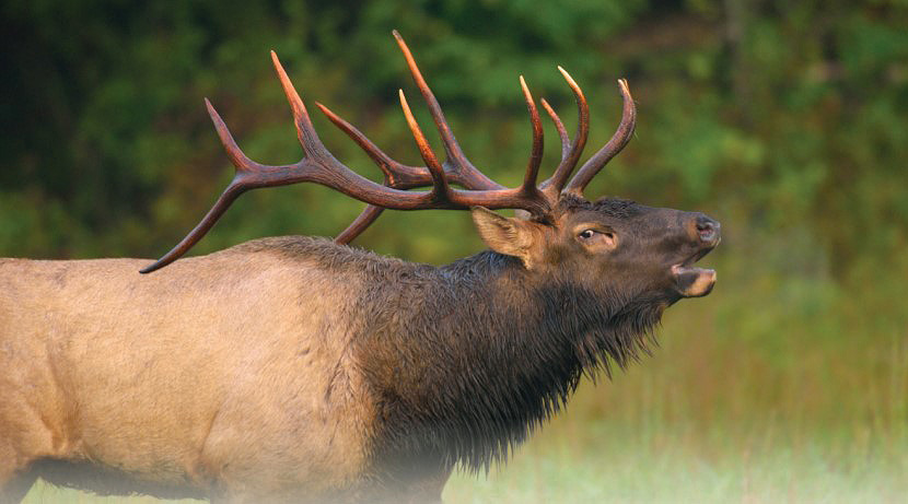 elk