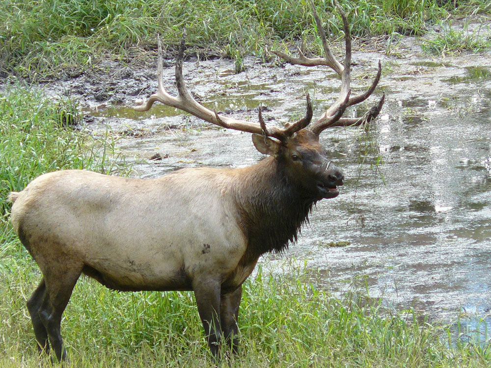 elk by water source