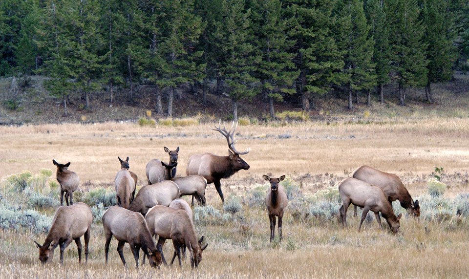 elk herd