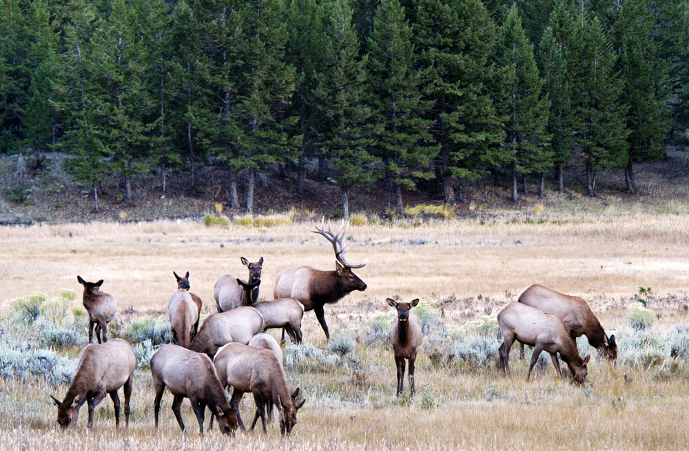 elk herd