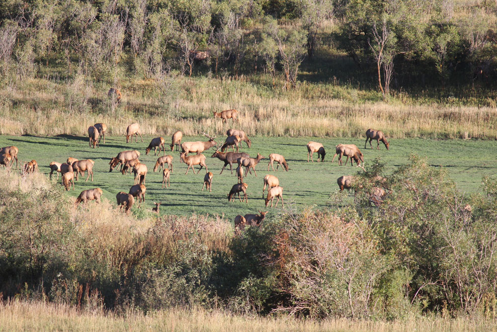 elk herd