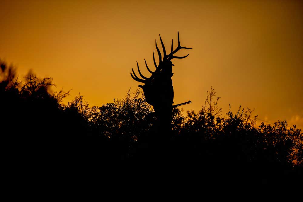 elk hunt silhouette