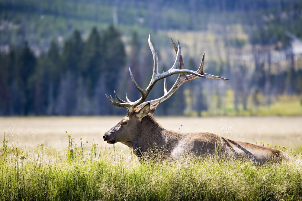 elk in a meadow