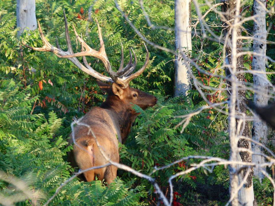 elk in shubbery