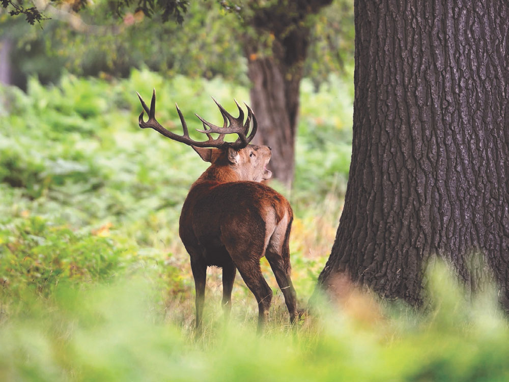 elk in the woods