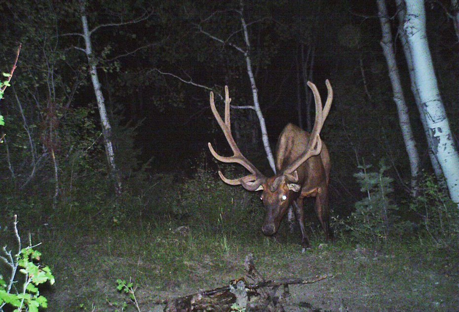 elk on trail camera