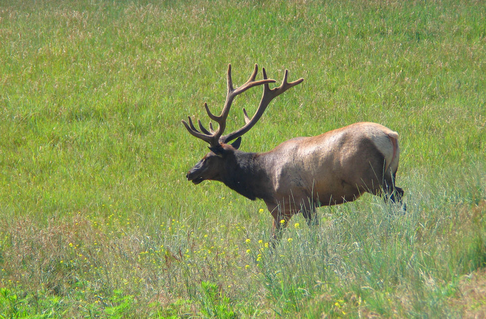 elk