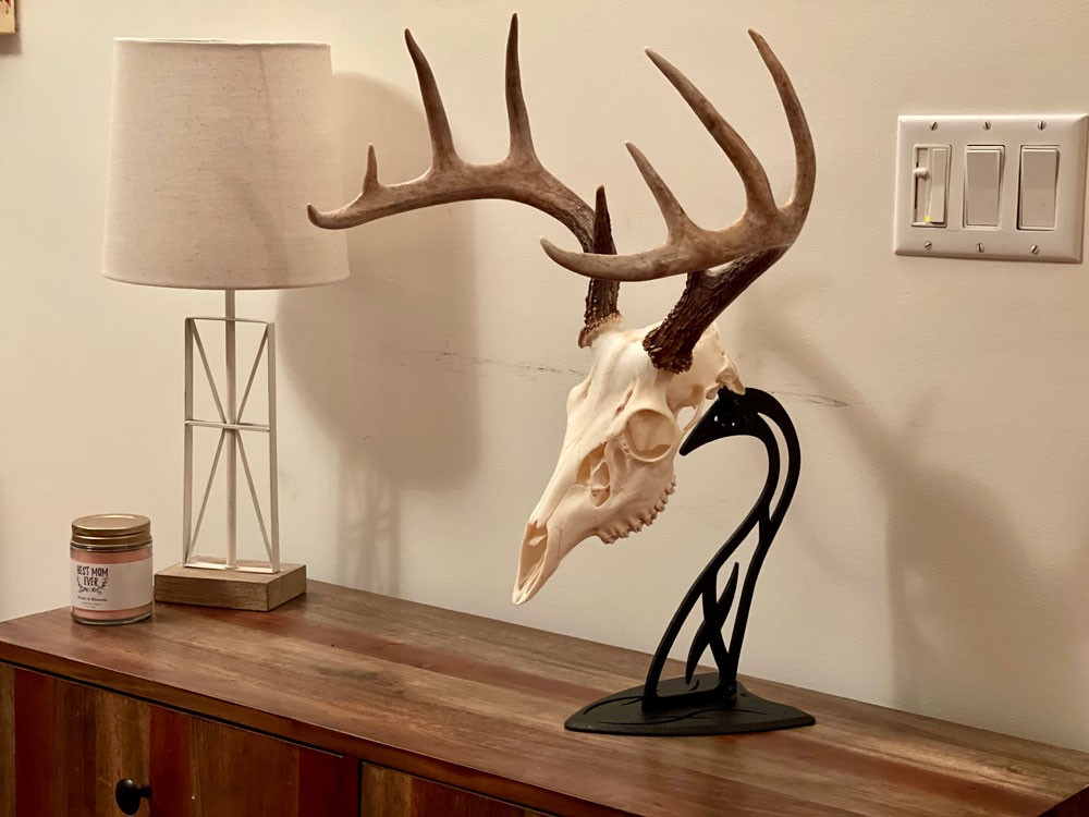 European skull mount desktop