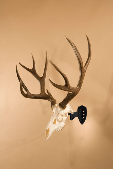 Skull Hooker European skull mount