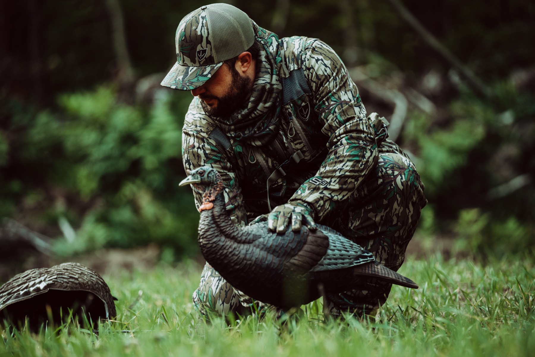 evening turkey hunts decoys