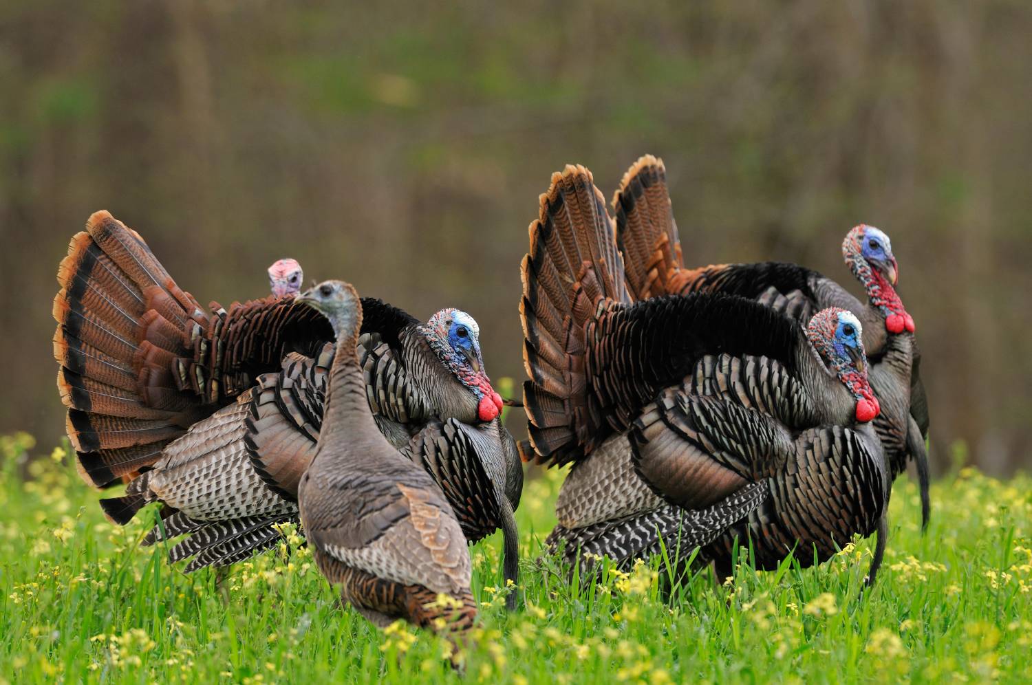 evolution of turkey hunting