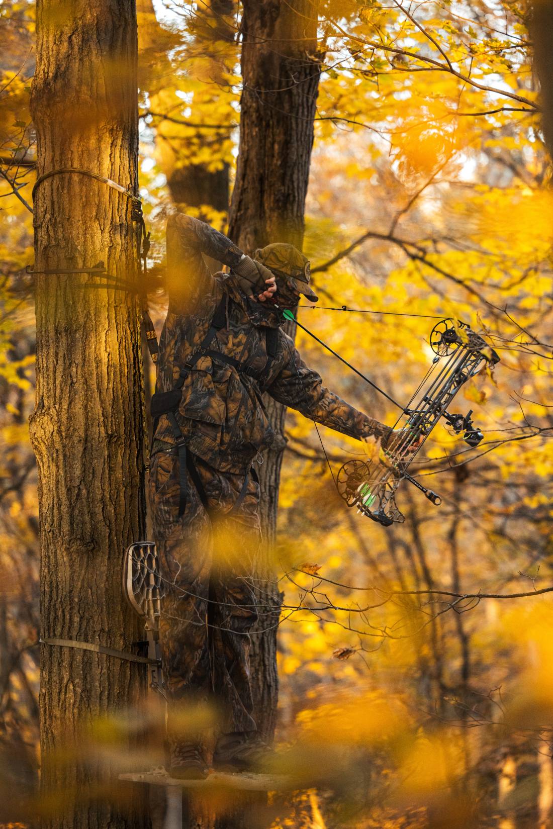 fall foliage