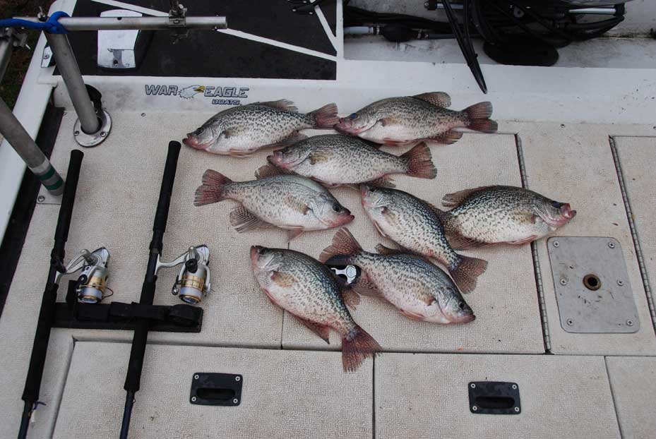 fall crappie