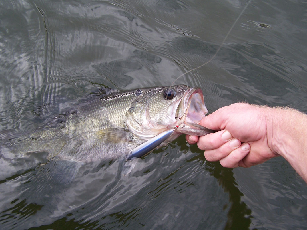 Bass Fishing During The Fall Turnover Period