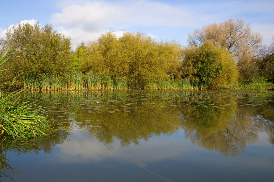 fall pond