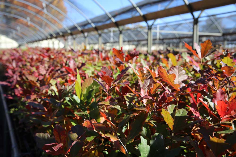 fall tree planting