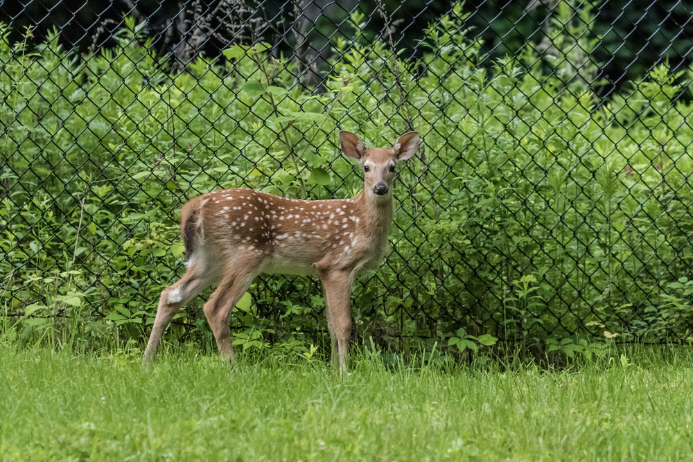 fawn by fence