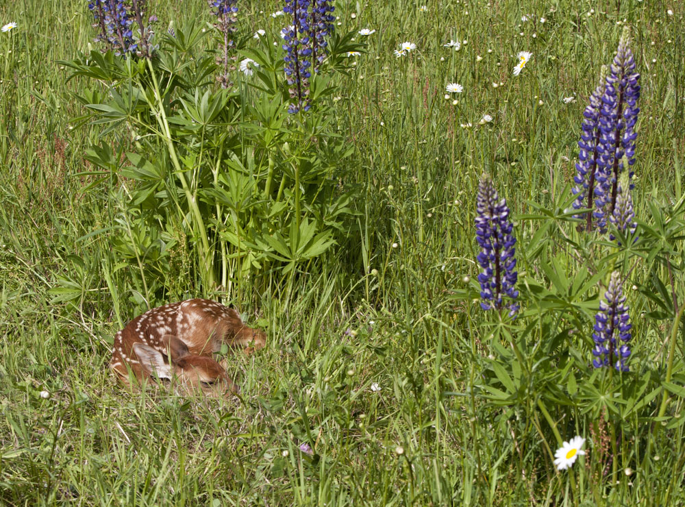 fawn in grass