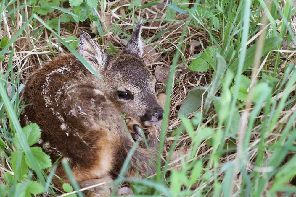 fawn in grass