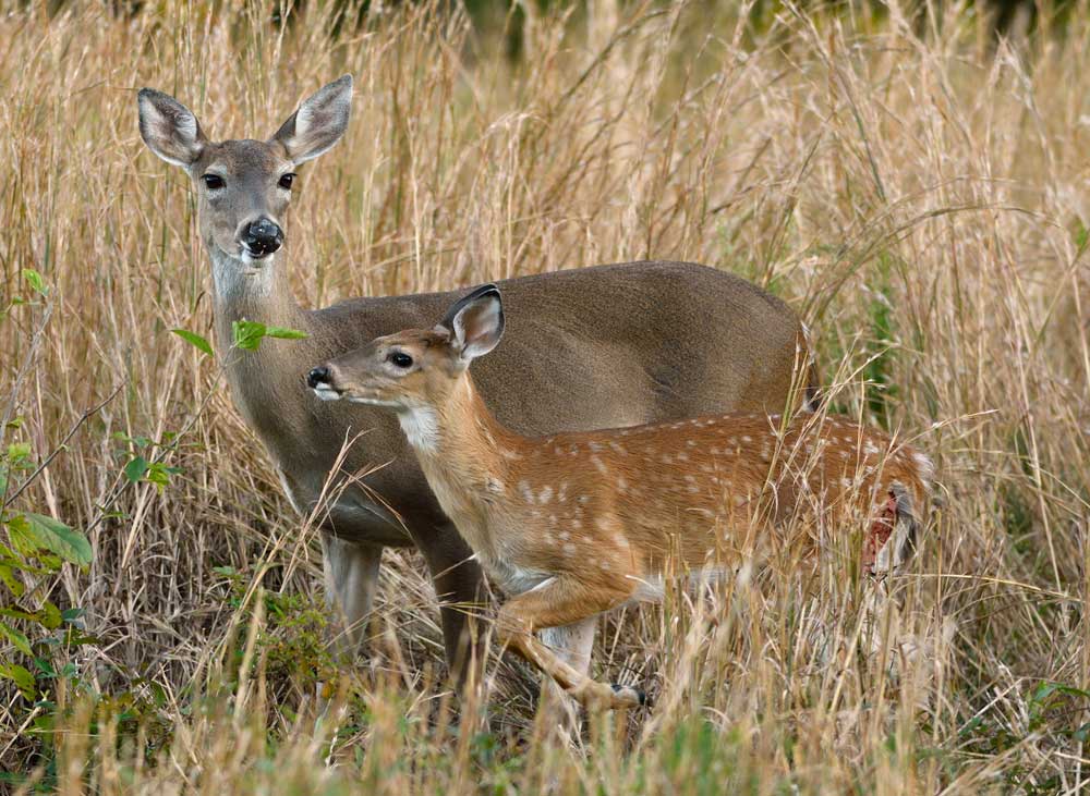 doe and fawn