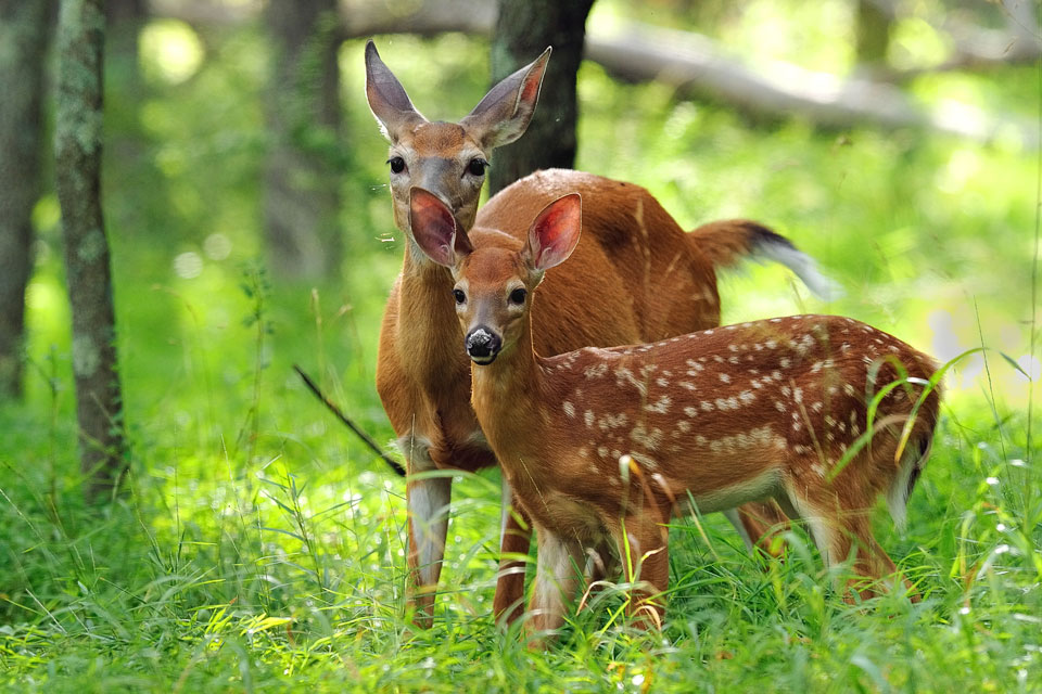 whitetail deer fawn with doe