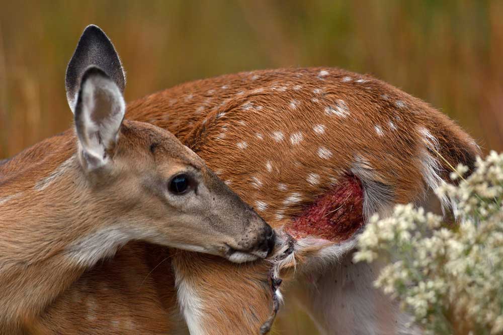 fawn with wound