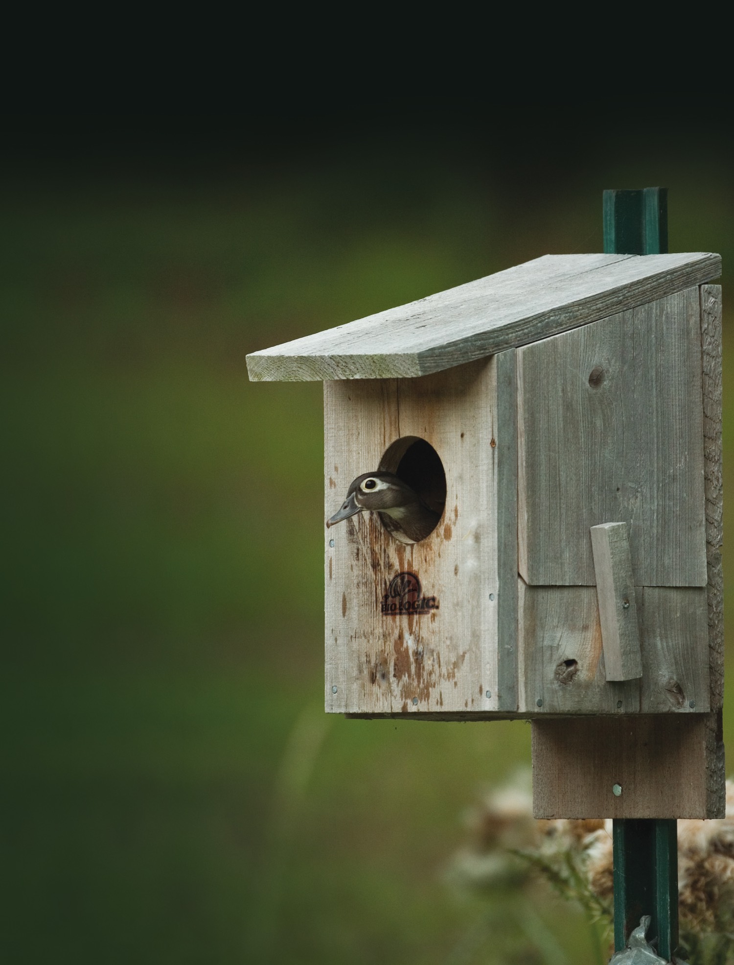 female wood duck peeks out of a box