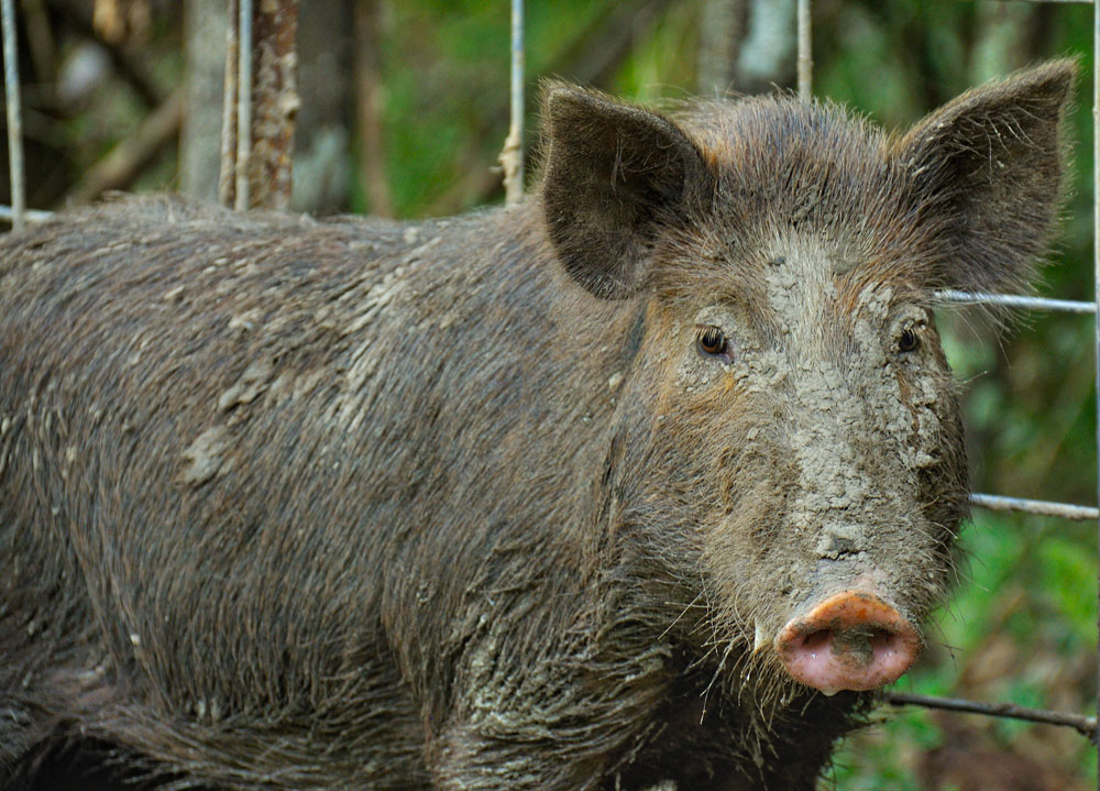 feral hog