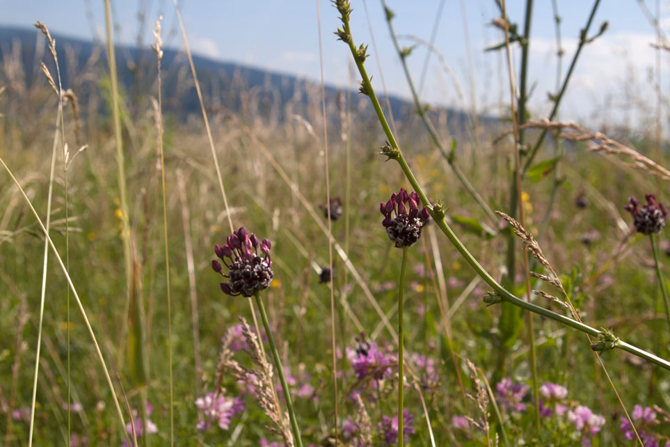 field garlic