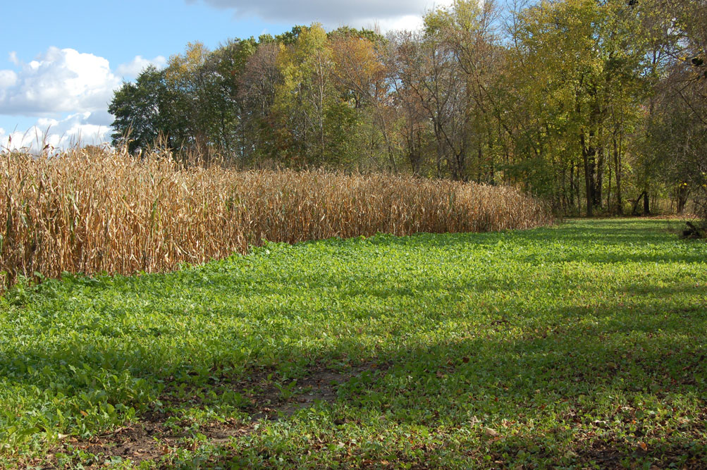 field of corn