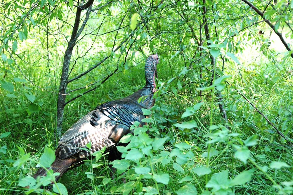 field turkey