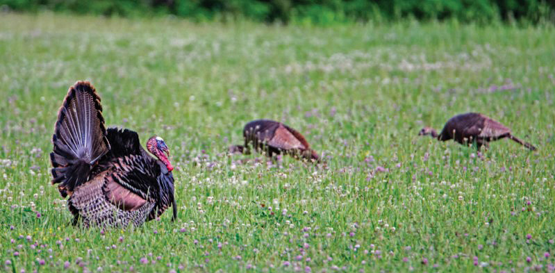 field turkeys