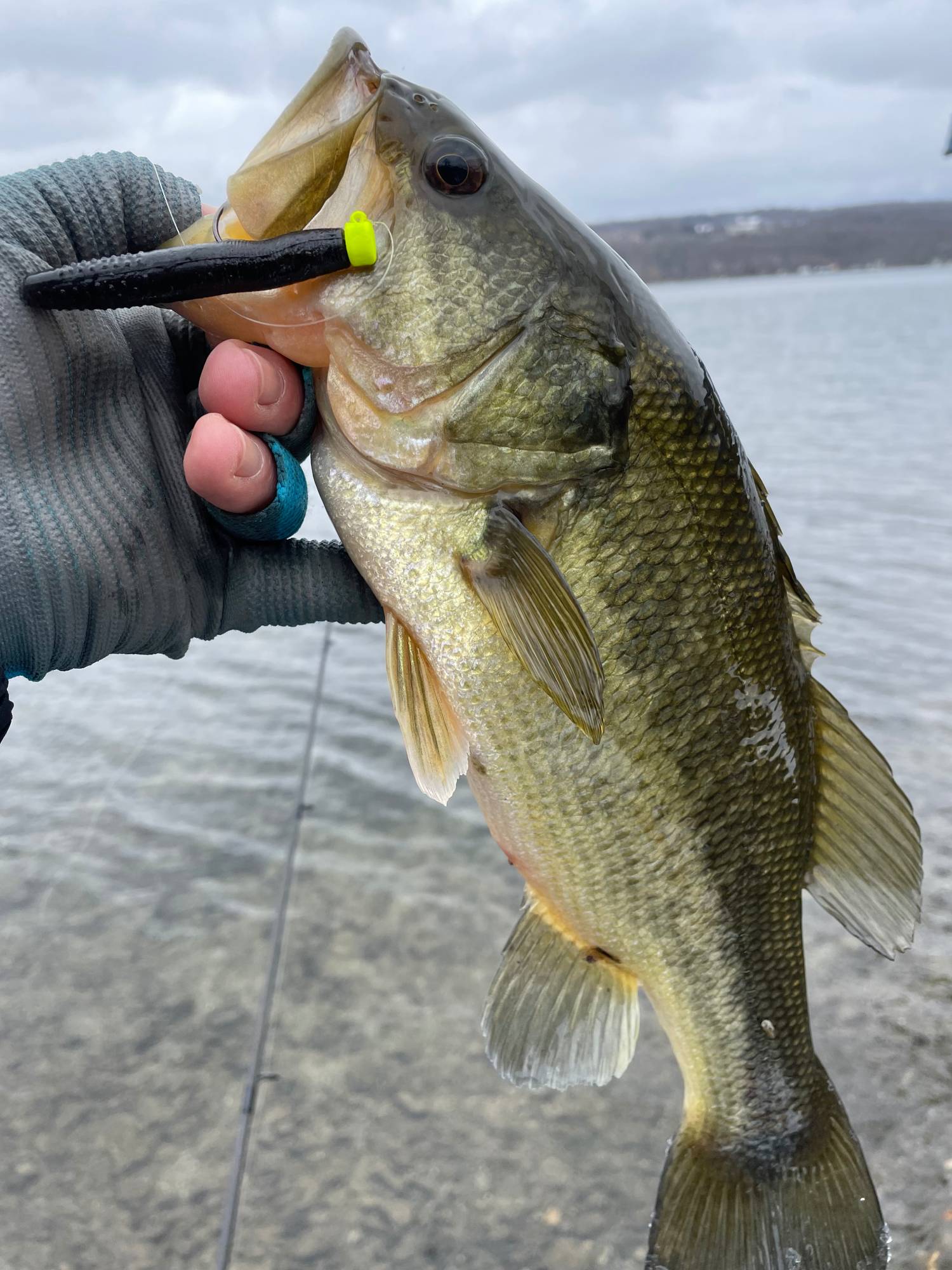bass