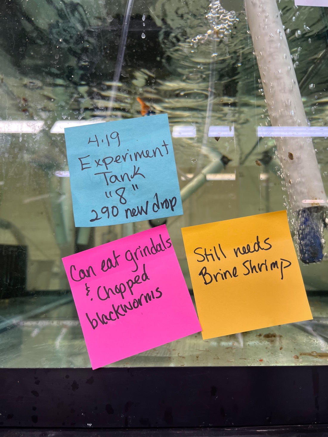 three post it notes show different experiments and attempts to get fish feeding correct