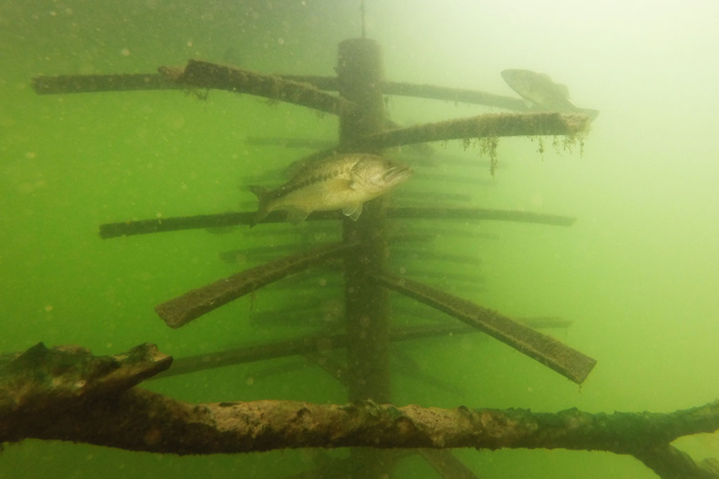a bass swims underwater among structure