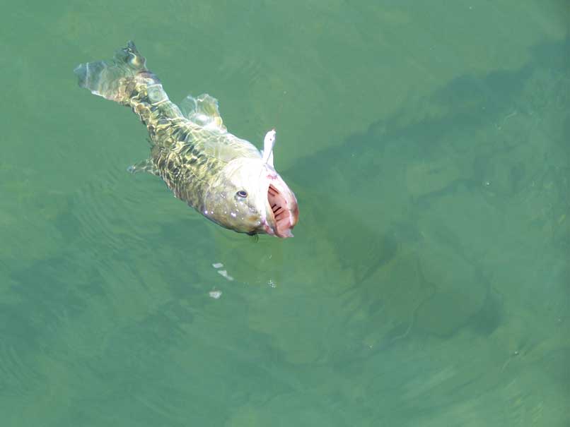 fishing clear water