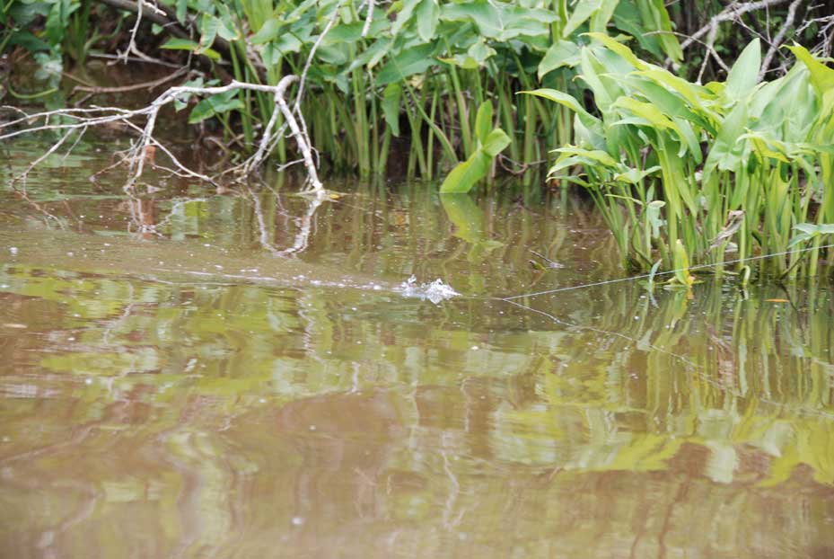 fishing muddy water