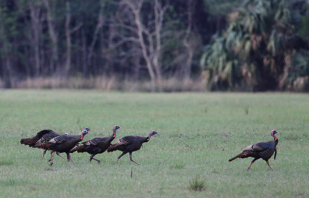 flock of turkeys