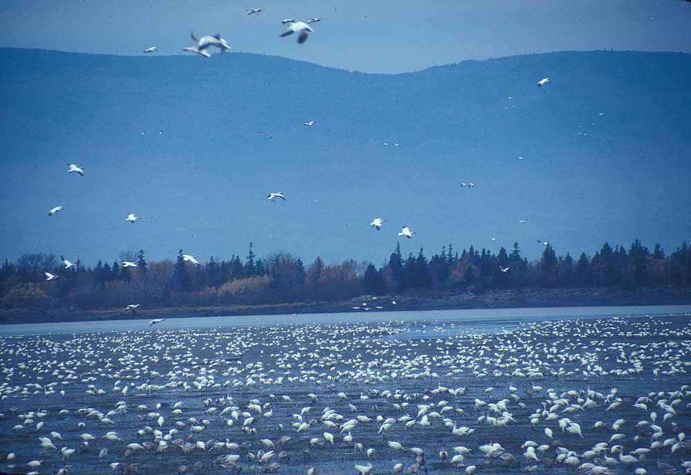 flocking snow geese