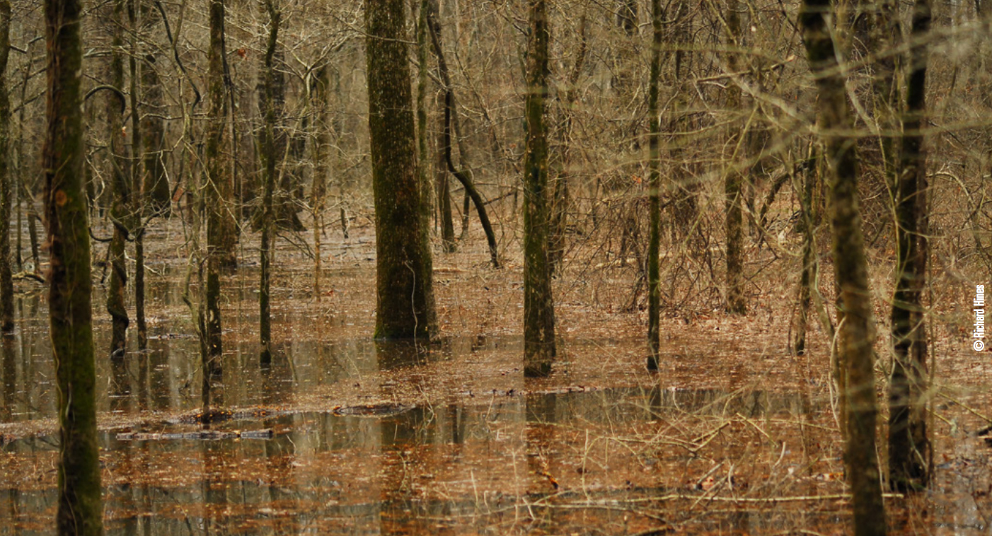 flooded timber