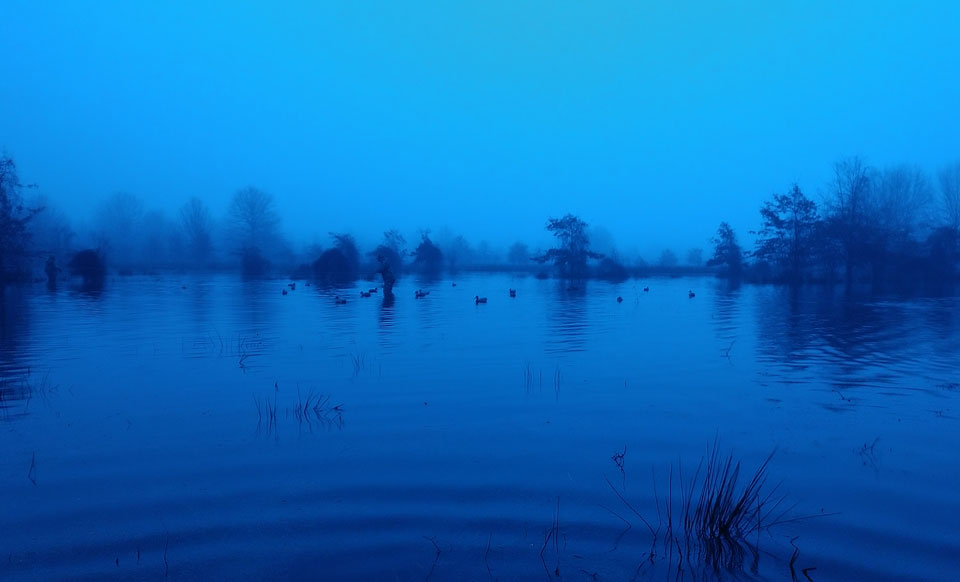 duck decoys flooded timber