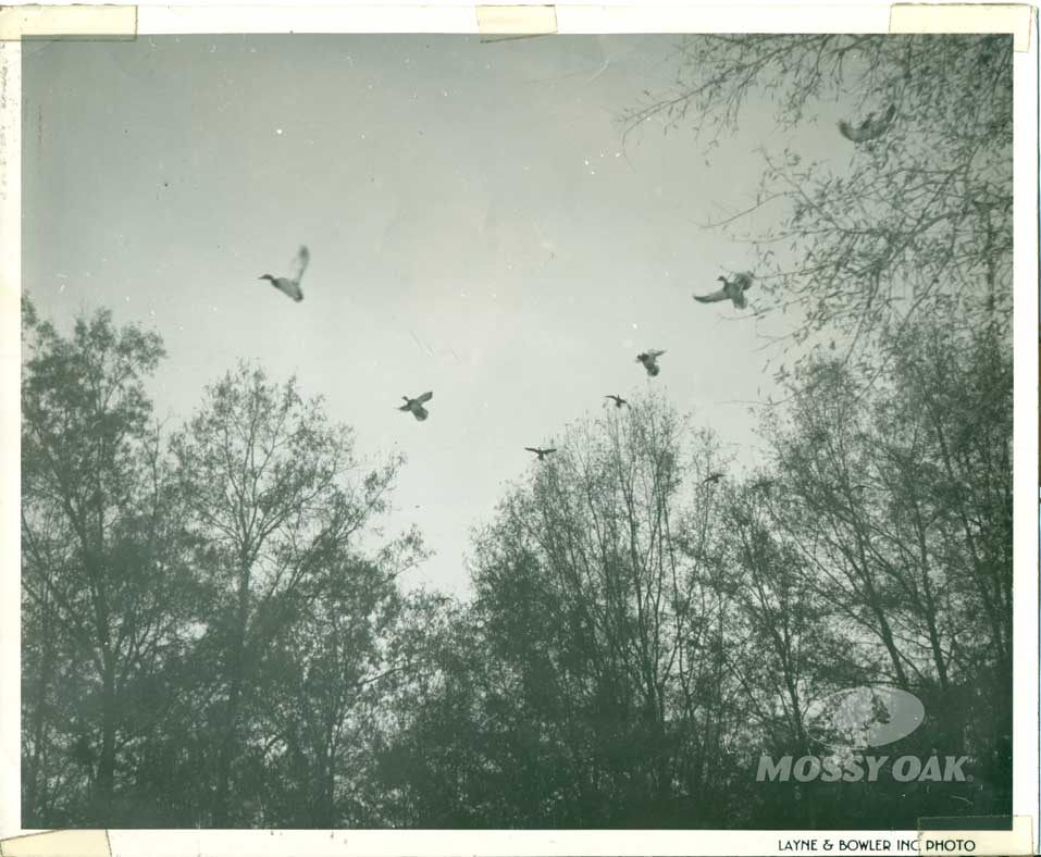 flying ducks vintage photo