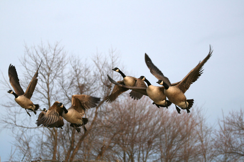 flying geese