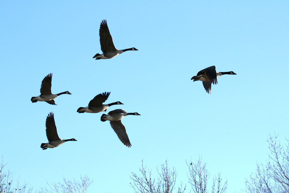 flying geese