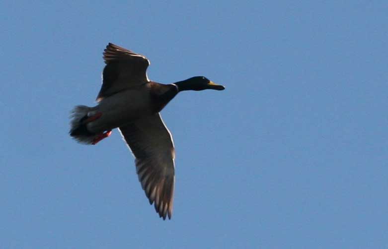 flying mallard